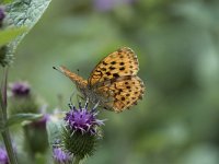 Argynnis paphia 105, Keizersmantel, Saxifraga-Willem van Kruijsbergen