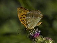 Argynnis paphia 11, Keizersmantel, female, Saxifraga-Jan van der Straaten