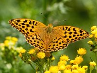 Argynnis paphia 114, Keizersmantel, Saxifraga-Bart Vastenhouw