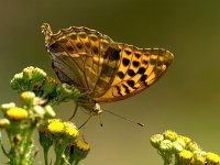 Argynnis paphia 116, Keizersmantel, Saxifraga-Bart Vastenhouw