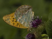 Argynnis paphia 12, Keizersmantel, female, Saxifraga-Jan van der Straaten