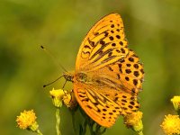 Argynnis paphia 132, Keizersmantel, Saxifraga-Bart Vastenhouw