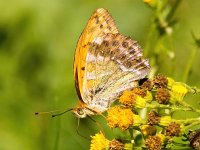 Argynnis paphia 136, Keizersmantel, Saxifraga-Bart Vastenhouw