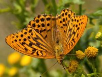 Argynnis paphia 137, Keizersmantel, Saxifraga-Bart Vastenhouw