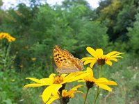 Argynnis paphia 138, Keizersmantel, on Helianthus tuberosus, Saxifraga-Kars Veling