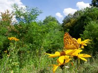 Argynnis paphia 140, Keizersmantel, on Helianthus tuberosus, Saxifraga-Kars Veling