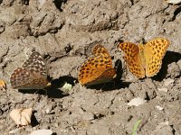 Argynnis paphia 144, Keizersmantel, females mud-puddling, with forma valesina, Saxifraga-Kars Veling