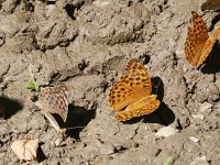 Argynnis paphia 145, Keizersmantel, females mud-puddling, with forma valesina, Saxifraga-Kars Veling