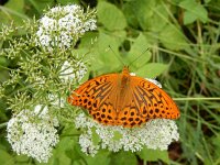 Argynnis paphia 149, Keizersmantel, on Aegopodium podagraria, Saxifraga-Kars Veling