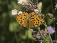 Argynnis paphia 15, Keizersmantel, female, Saxifraga-Jan van der Straaten