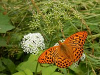 Argynnis paphia 150, Keizersmantel, on Aegopodium podagraria, Saxifraga-Kars Veling