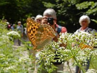 Argynnis paphia 158, Keizersmantel, on Aegopodium podagraria, Saxifraga-Kars Veling