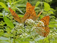 Argynnis paphia 160, Keizersmantel, on Aegopodium podagraria, Saxifraga-Kars Veling