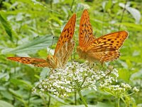 Argynnis paphia 163, Keizersmantel, on Aegopodium podagraria, Saxifraga-Kars Veling