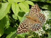 Argynnis paphia 168, Keizersmantel, on Aegopodium podagraria, Saxifraga-Kars Veling