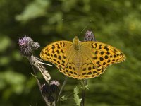 Argynnis paphia 17, Keizersmantel, female, Saxifraga-Jan van der Straaten