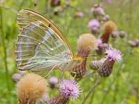 Argynnis paphia 177, Keizersmantel, on Cirsium arvense, Saxifraga-Kars Veling