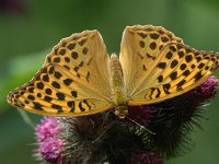 Argynnis paphia 18, Keizersmantel, female, Saxifraga-Jan van der Straaten