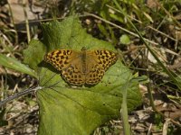 Argynnis paphia 19, Keizersmantel, female, Saxifraga-Marijke Verhagen