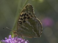 Argynnis paphia 20, Keizersmantel, forma valesiana, Saxifraga-Willem van Kruijsbergen