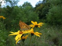 Argynnis paphia 23, Keizersmantel, habitat, Vlinderstichting-Kars Veling