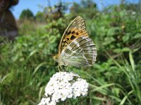 Argynnis paphia 24, Keizersmantel, Saxifraga-Arthur van Dijk