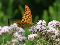 Argynnis paphia 27, Keizersmantel, male, Vlinderstichting-Kars Veling