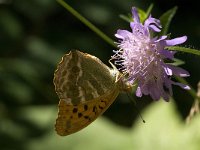 Argynnis paphia 28, Keizersmantel, male, Saxifraga-Marijke Verhagen