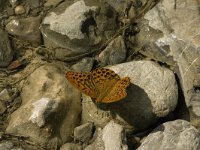 Argynnis paphia 29, Keizersmantel, male, drinking, Saxifraga-Marijke Verhagen