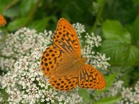 Argynnis paphia 3, Keizersmantel, Vlinderstichting-Kars Veling