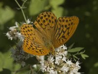 Argynnis paphia 31, Keizersmantel, male, Saxifraga-Marijke Verhagen