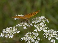 Argynnis paphia 32, Keizersmantel, Saxifraga-Jan Nijendijk