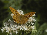 Argynnis paphia 33, Keizersmantel, male, Saxifraga-Jan van der Straaten