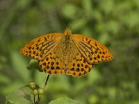 Argynnis paphia 34, Keizersmantel, male, Saxifraga-Marijke Verhagen