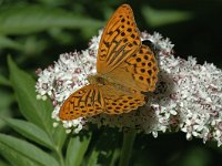 Argynnis paphia 35, Keizersmantel, male, Saxifraga-Jan van der Straaten