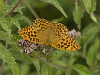 Argynnis paphia 36, Keizersmantel, male, Saxifraga-Jan van der Straaten