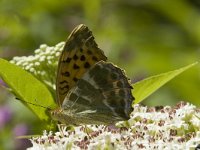 Argynnis paphia 39, Keizersmantel, Saxifraga-Marijke Verhagen