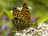 Argynnis paphia 41, Keizersmantel, Saxifraga-Marijke Verhagen