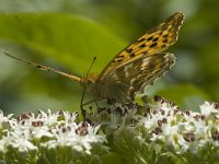 Argynnis paphia 42, Keizersmantel, Saxifraga-Jan van der Straaten