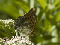 Argynnis paphia 43, Keizersmantel, Saxifraga-Marijke Verhagen