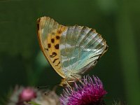 Argynnis paphia 44, Keizersmantel, Saxifraga-Jan van der Straaten