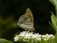 Argynnis paphia 47, Keizersmantel, Saxifraga-Jan van der Straaten