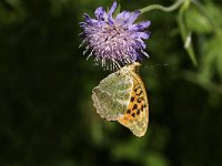 Argynnis paphia 48, Keizersmantel, Saxifraga-Jan van der Straaten