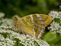 Argynnis paphia 49, Keizersmantel, Vlinderstichting-Kars Veling