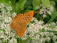 Argynnis paphia 51, Keizersmantel, Vlinderstichting-Kars Veling