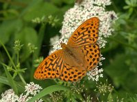 Argynnis paphia 54, Keizersmantel, Vlinderstichting-Kars Veling