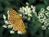 Argynnis paphia 55, Keizersmantel, Vlinderstichting-Kars Veling