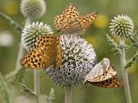 Keizersmantel; Silver-washed Fritillary; Argynnis paphia  Keizersmantel; Silver-washed Fritillary; Argynnis paphia : Argynnis paphia, Hongarije, Silver-washed Fritillary, butterflies, butterfly, dagvlinder, distel, hungary, insect, insekt, keizersmantel, orange, oranje, parelmoervlinder, plant, summer, vlinder, vlinders, zomer