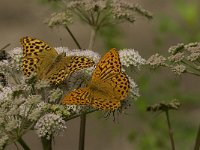 Argynnis paphia 63, Keizersmantel, Saxifraga-Jan van der Straaten