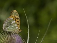 Argynnis paphia 64, Keizersmantel, Saxifraga-Jan van der Straaten